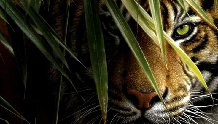 Lời Khuyên Khi Mơ Thấy Hổ Vằn