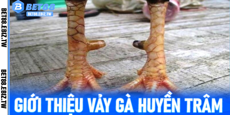 Giới thiệu vảy gà Huyền Trâm